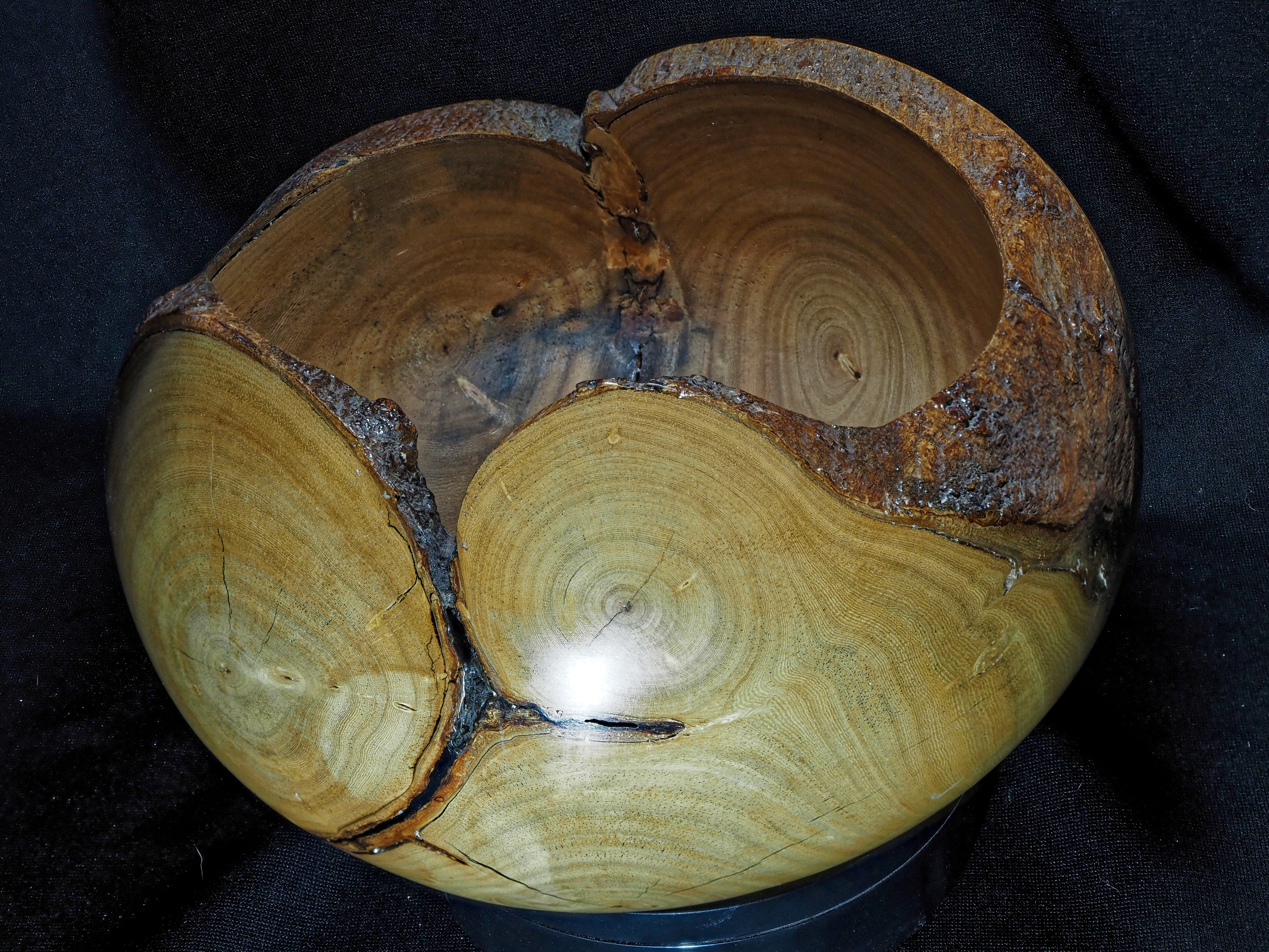 Ficus Bowl # f01