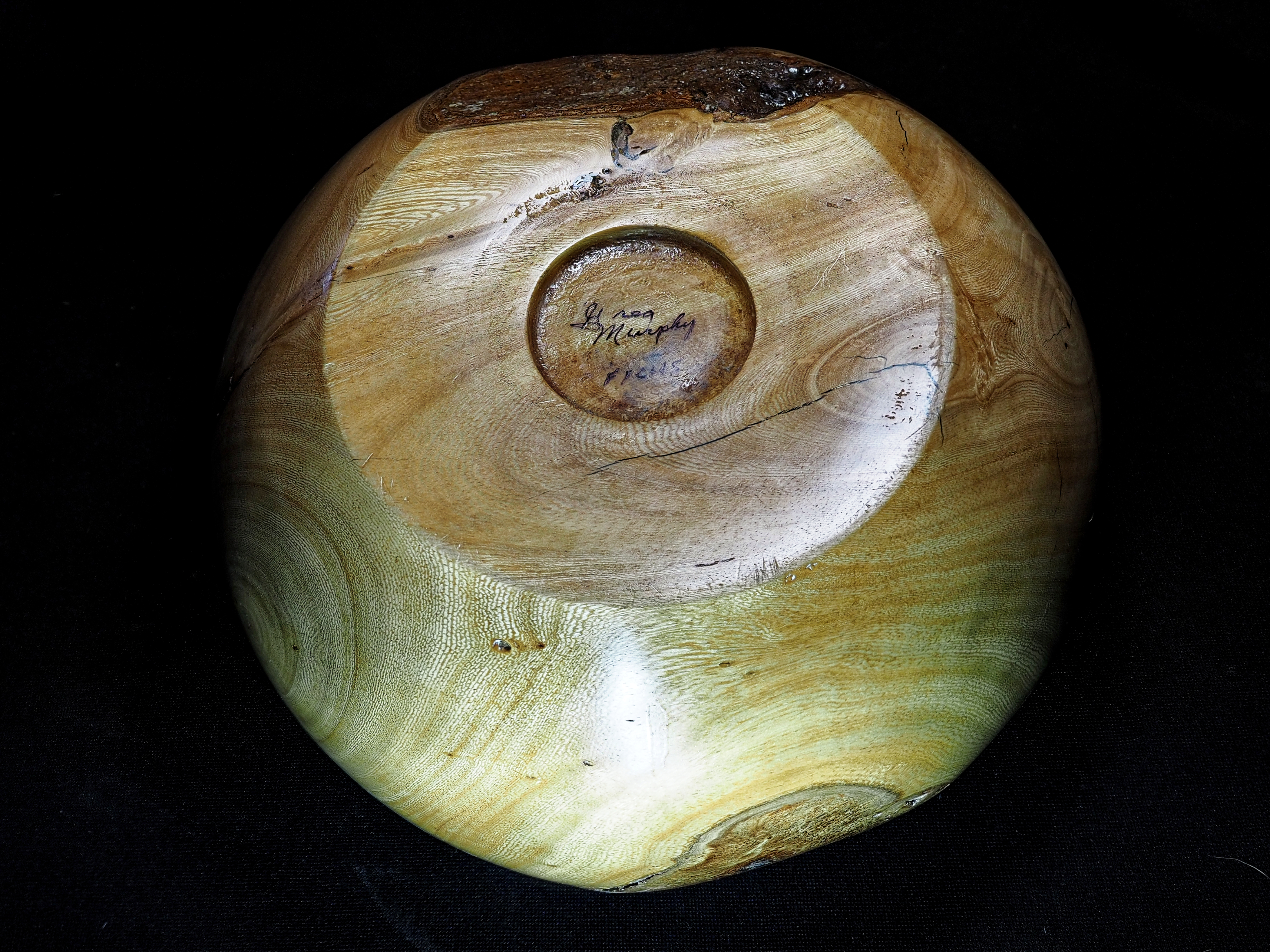 Ficus01d