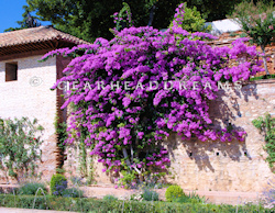 Spain print - AlHambra Wall flowers