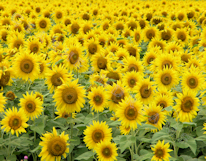 Sunflower Print - All Sunflowers