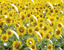 Sunflower Print - Bubbly Sunflowers