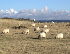 Giant's  Causeway Sheep