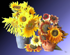 Sunflower Print - Double Bouquet