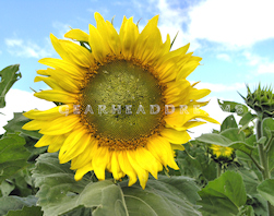 Sunflower Print - Fibonacci