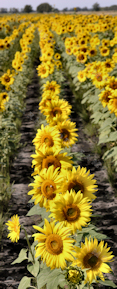 Sunflower Print - Field of Rows