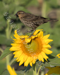Sunflower Print - Field Sparrow