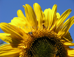 Sunflower Print - Ladybug