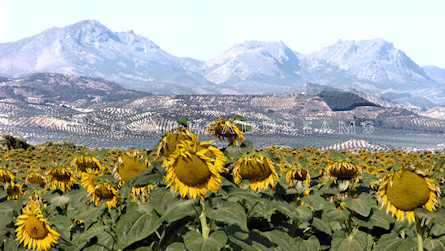 Sunflower Print - Mountain View