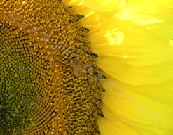 Sunflower Print - Close Quarter