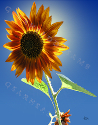Sunflower Print - Backlit Earthwalker