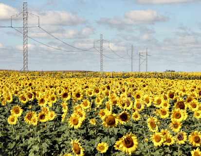 Sunflower field near