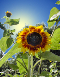 Sunflower Print - Sunlit Color Fashion