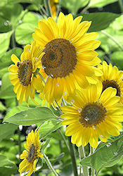 Sunflower print - Where is the Sun
