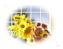 Sunflower Print - Window Arrangement